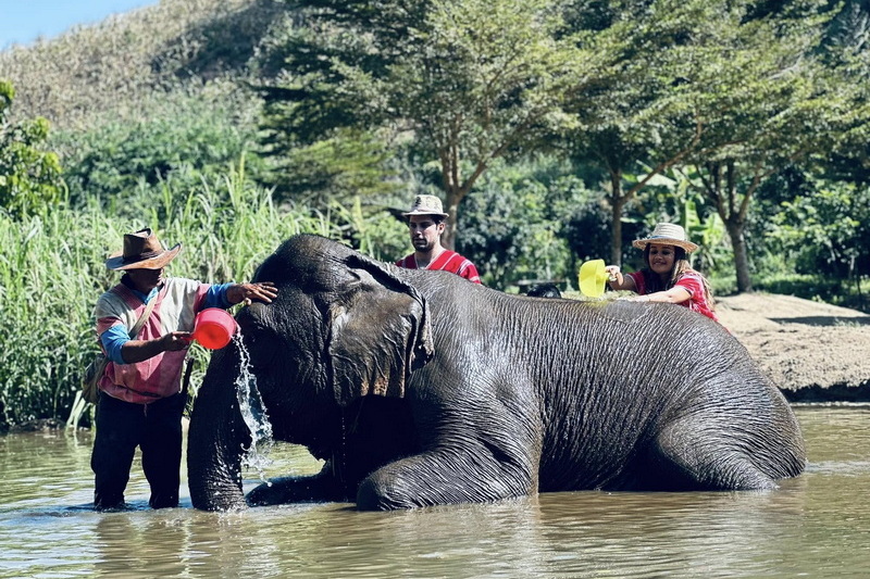 Elephant Family Chiang Rai, half day elephant chiang rai, elephant sanctuary chiang rai, karen ruammit elephant camp, chiang rai elephant bathing tour, elephant experience chiang rai, ethical elephant tour chiang rai, elephant feeding chiang rai, chiang rai elephant half day tour