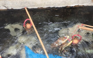 Phasoet Hot Spring, chiang rai day trek, trekking in chiang rai, one day trek chiang rai, chiang rai hiking, hiking in chiang rai, chiang rai trek one day, 1 day trek chiang rai, 1 day trekking in chiang rai, trekking adventure in chiang rai